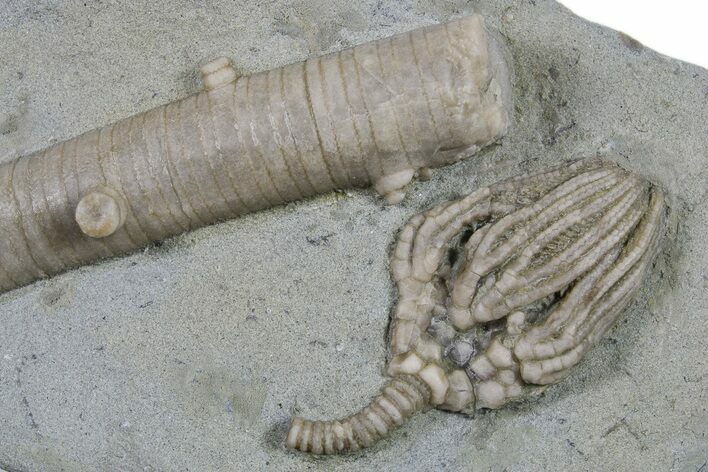 Fossil Crinoid (Actinocrinites) and Stem -Crawfordsville, Indiana #296781